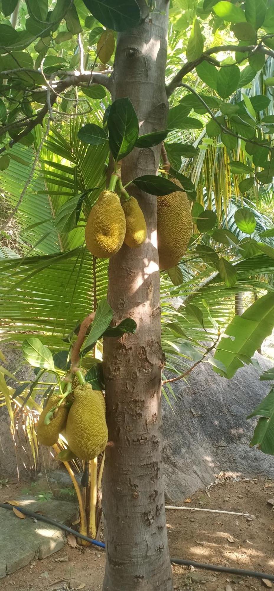 Gopi Plantation Homestay Hampi Kültér fotó